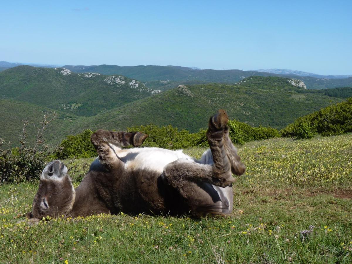 Gites A La Ferme - Hautes-Corbieres Termes Eksteriør bilde