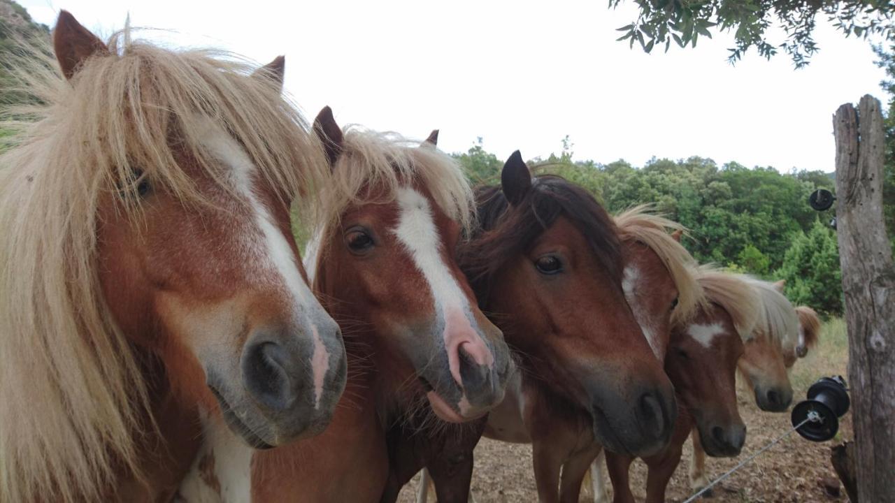 Gites A La Ferme - Hautes-Corbieres Termes Eksteriør bilde